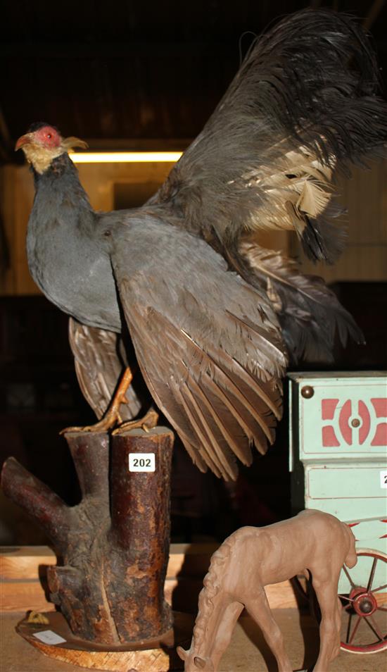 Taxidermy caper Caillie